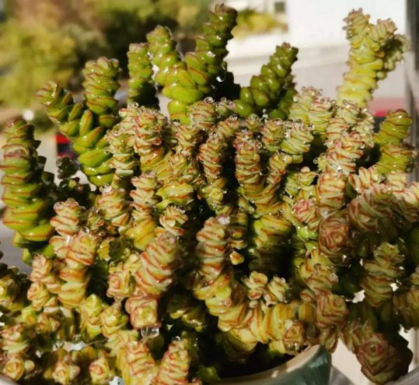 多肉植物的种类图片和花语