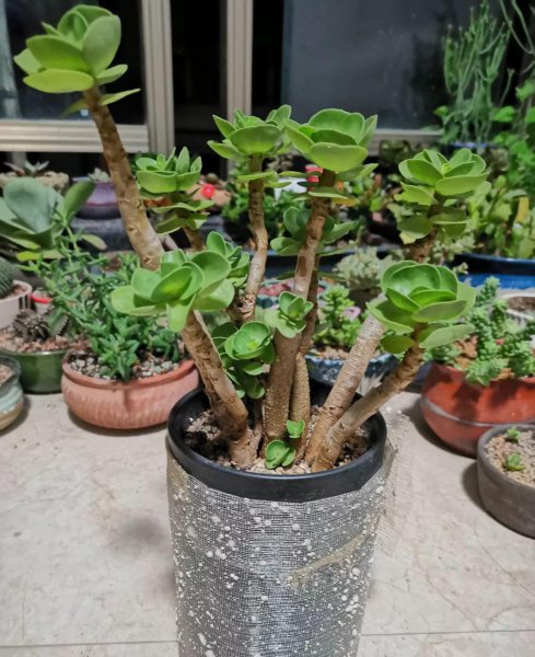 多肉植物的种类图片和花语