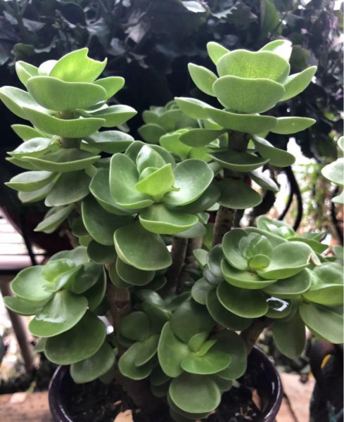 多肉植物的种类图片和花语