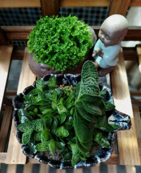 多肉植物的种类图片和花语