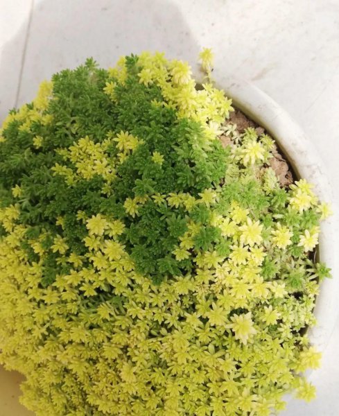 多肉植物的种类图片和花语