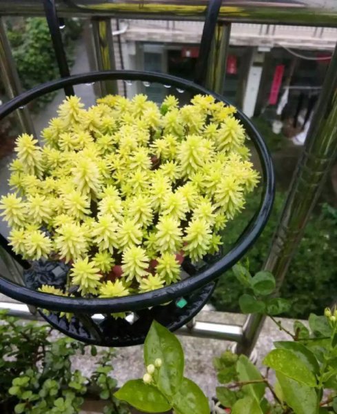 多肉植物的种类图片和花语