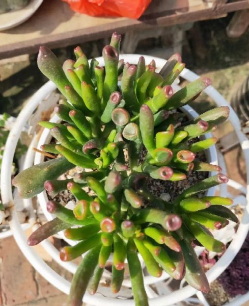 多肉植物的种类图片和花语