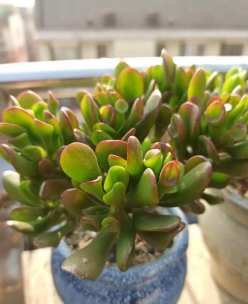 多肉植物的种类图片和花语