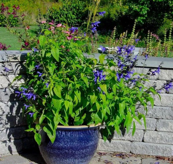 草本植物有什么品种
