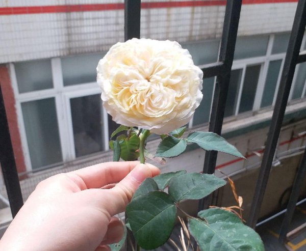 切花月季的优缺点是什么