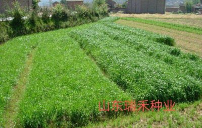 多年生牧草品种有哪些 最耐寒牧草排行榜