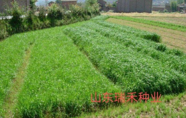 多年生牧草品种有哪些