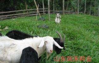 多年生牧草品种有哪些