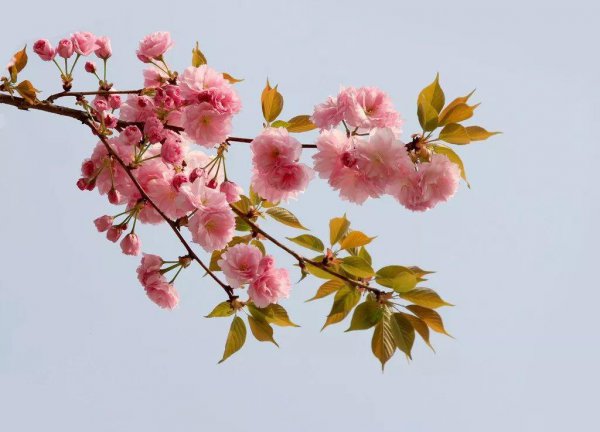 常见樱花品种有哪些