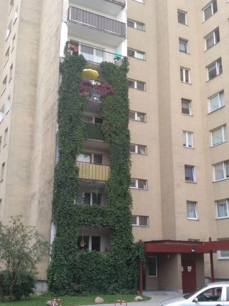 常春藤的种类及图片大全