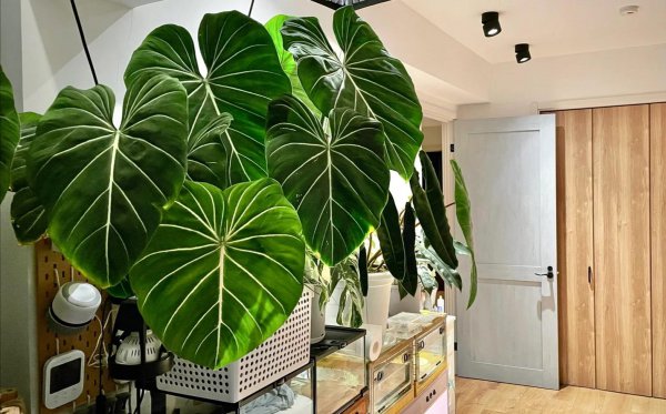 适合家里养的大型盆栽植物