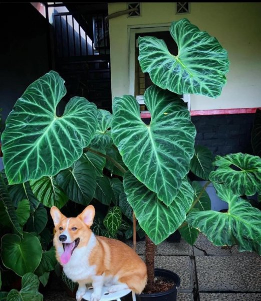 适合家里养的大型盆栽植物