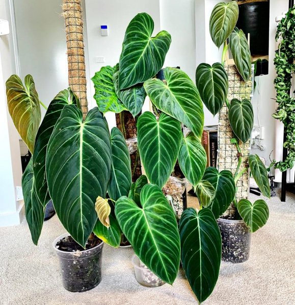 适合家里养的大型盆栽植物