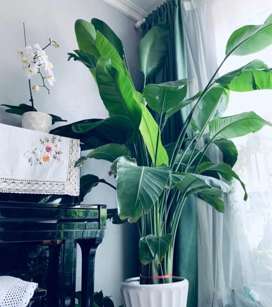 适合家里养的大型盆栽植物