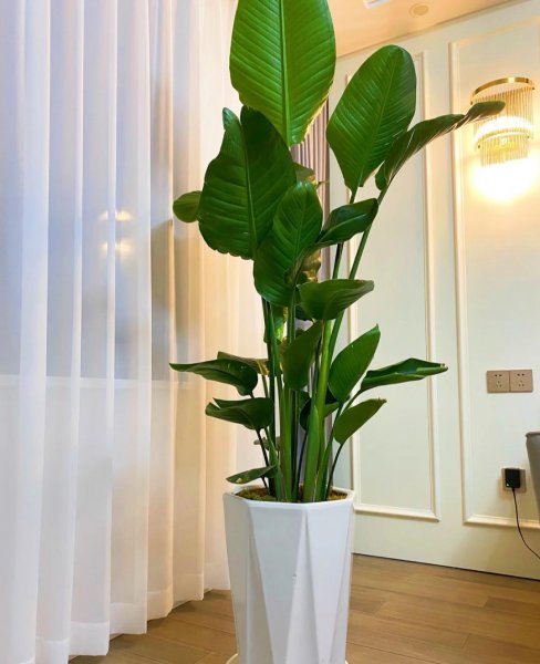 适合家里养的大型盆栽植物