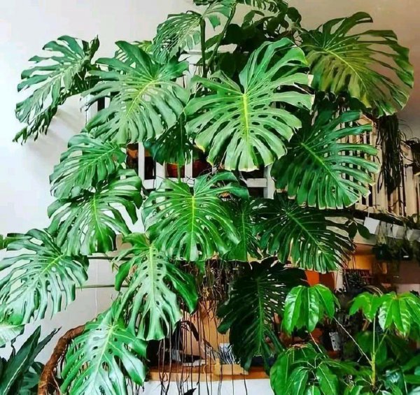 适合家里养的大型盆栽植物