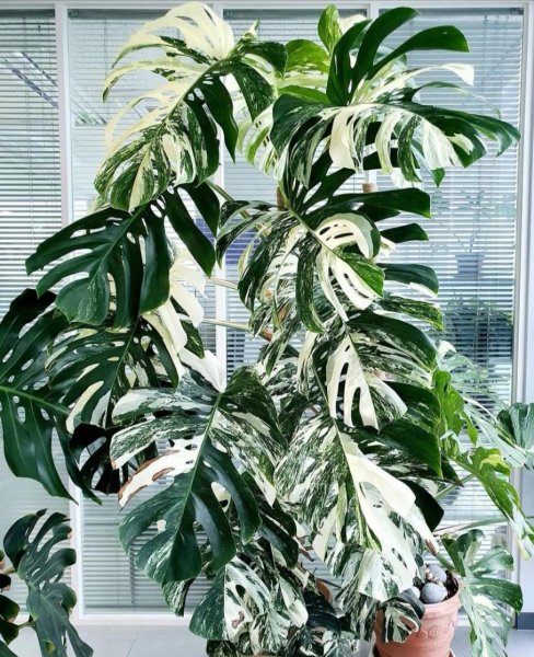 适合家里养的大型盆栽植物