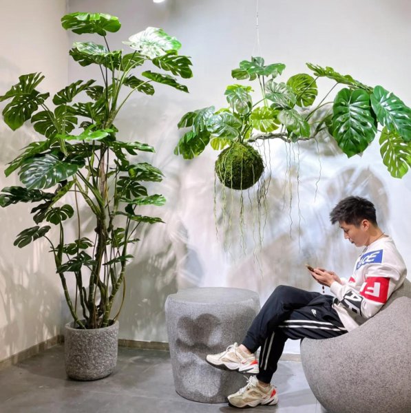 适合家里养的大型盆栽植物