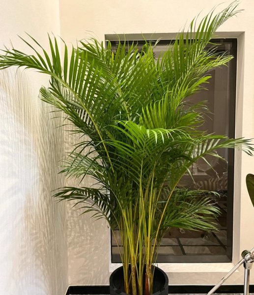适合家里养的大型盆栽植物