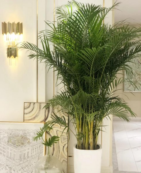 适合家里养的大型盆栽植物