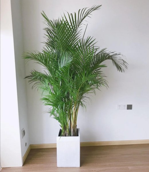 适合家里养的大型盆栽植物