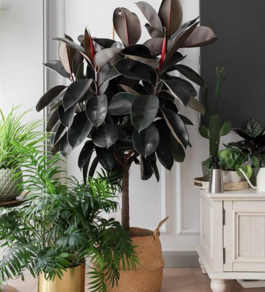 适合家里养的大型盆栽植物