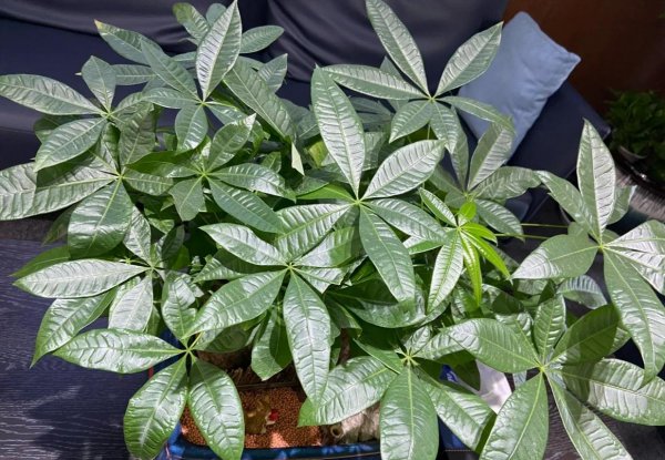 适合家里养的大型盆栽植物