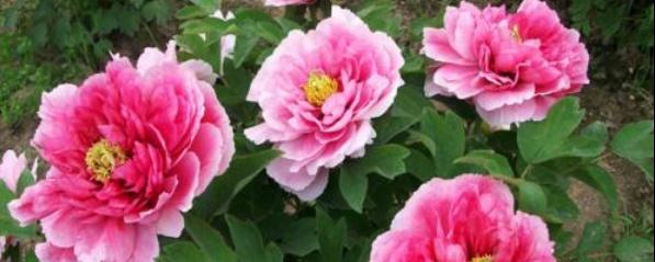 牡丹花怎么养最好