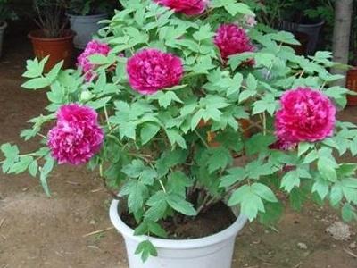 牡丹花怎么养最好