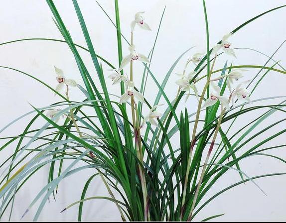 四季兰花什么品种好