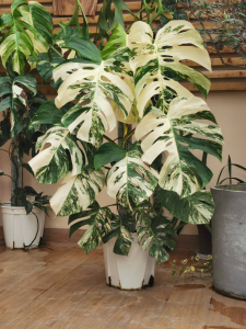 客厅放什么植物最旺财又健康 适合家养的绿植盆栽