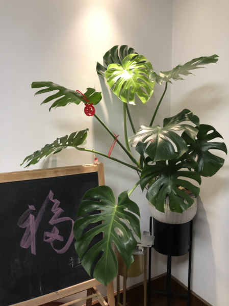 客厅放什么植物最旺财又健康