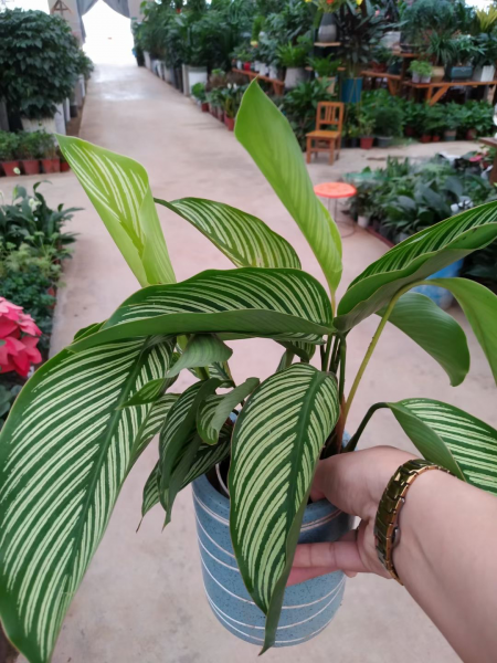 客厅放什么植物最旺财又健康