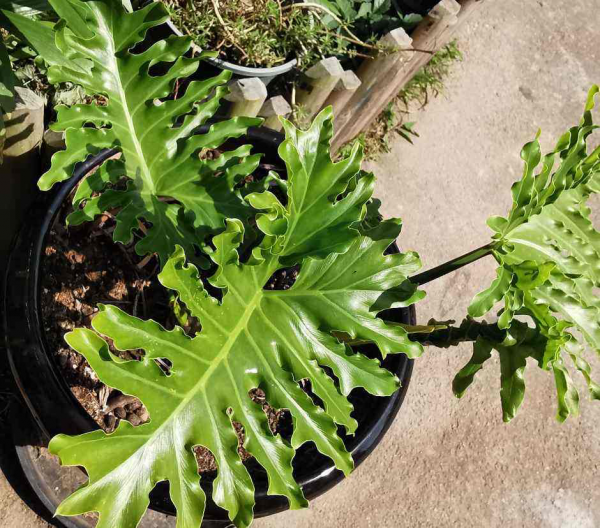 客厅放什么植物最旺财又健康