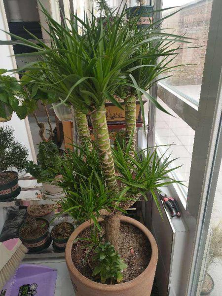 客厅放什么植物最旺财又健康