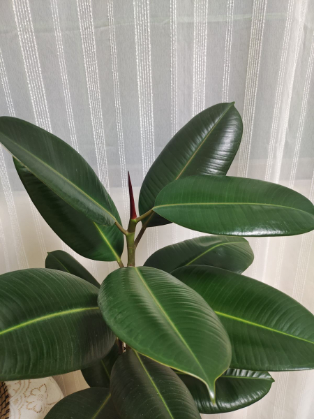 客厅放什么植物最旺财又健康