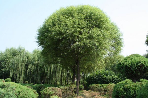 关于柳树的知识百科