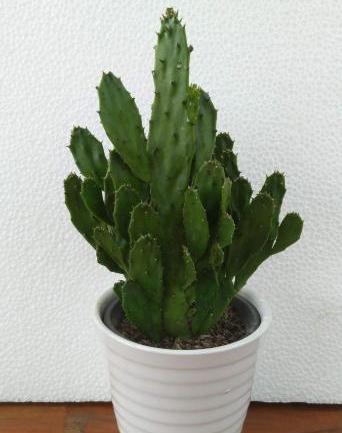 千手观音植物仙人掌怎么养