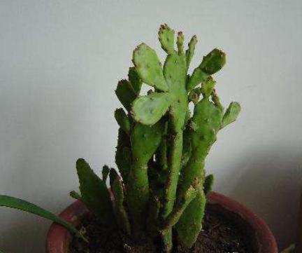 千手观音植物仙人掌怎么养