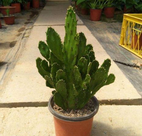 千手观音植物仙人掌怎么养