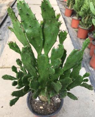 千手观音植物仙人掌怎么养