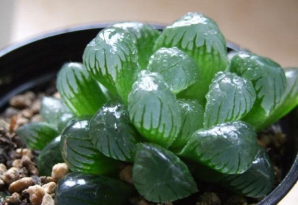 玉露怎么养才饱满