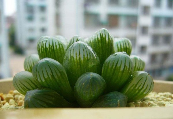 玉露怎么养才饱满