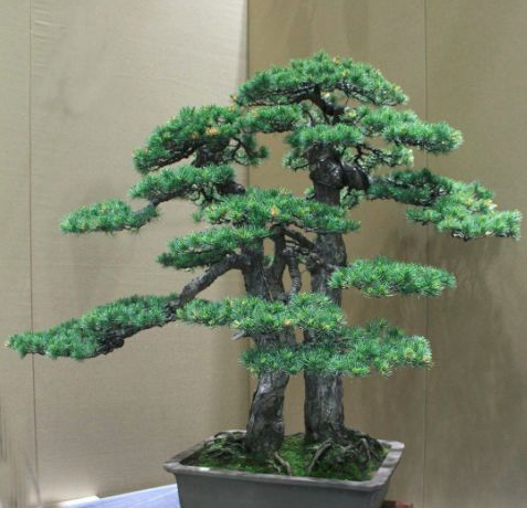 盆景松树有哪几种