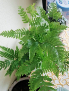 哪种蕨类植物最好养 适合在家里养的蕨类植物推荐