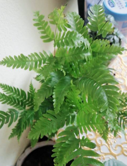 哪种蕨类植物最好养