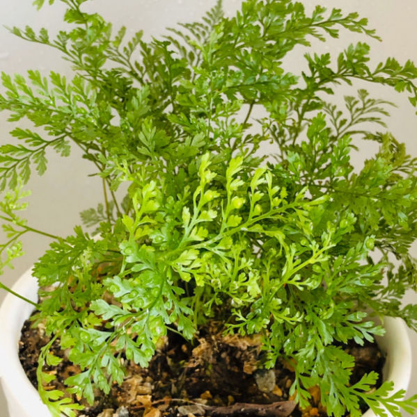 哪种蕨类植物最好养