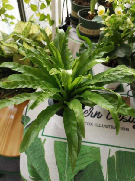 哪种蕨类植物最好养