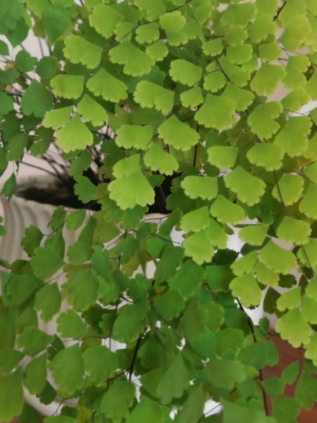 哪种蕨类植物最好养